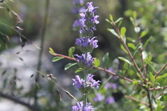 Nepeta curviflora