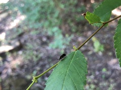 Cerastipsocus venosus