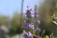 Nepeta curviflora