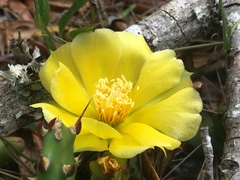 Opuntia drummondii