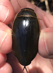 Dytiscus cordieri