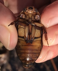 Dytiscus cordieri