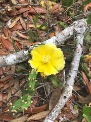 Opuntia drummondii