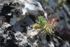 Ajuga chamaepitys