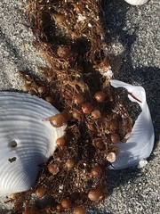 Sargassum filipendula