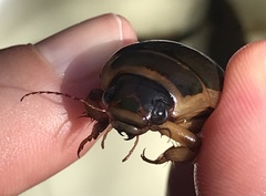 Dytiscus cordieri