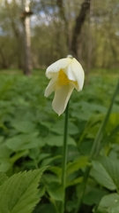 Narcissus × incomparabilis