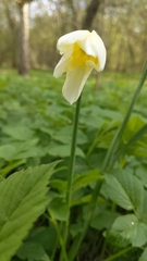 Narcissus × incomparabilis