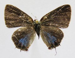 Calycopis isobeon