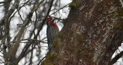 Sphyrapicus ruber × nuchalis