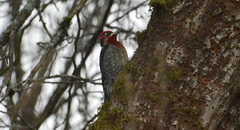 Sphyrapicus ruber × nuchalis