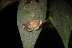 Mecodina