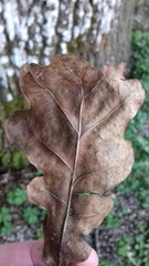 Quercus petraea