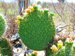 Opuntia huajuapensis