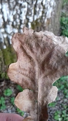 Quercus petraea