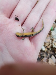 Ichthyosaura alpestris alpestris
