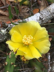 Opuntia drummondii