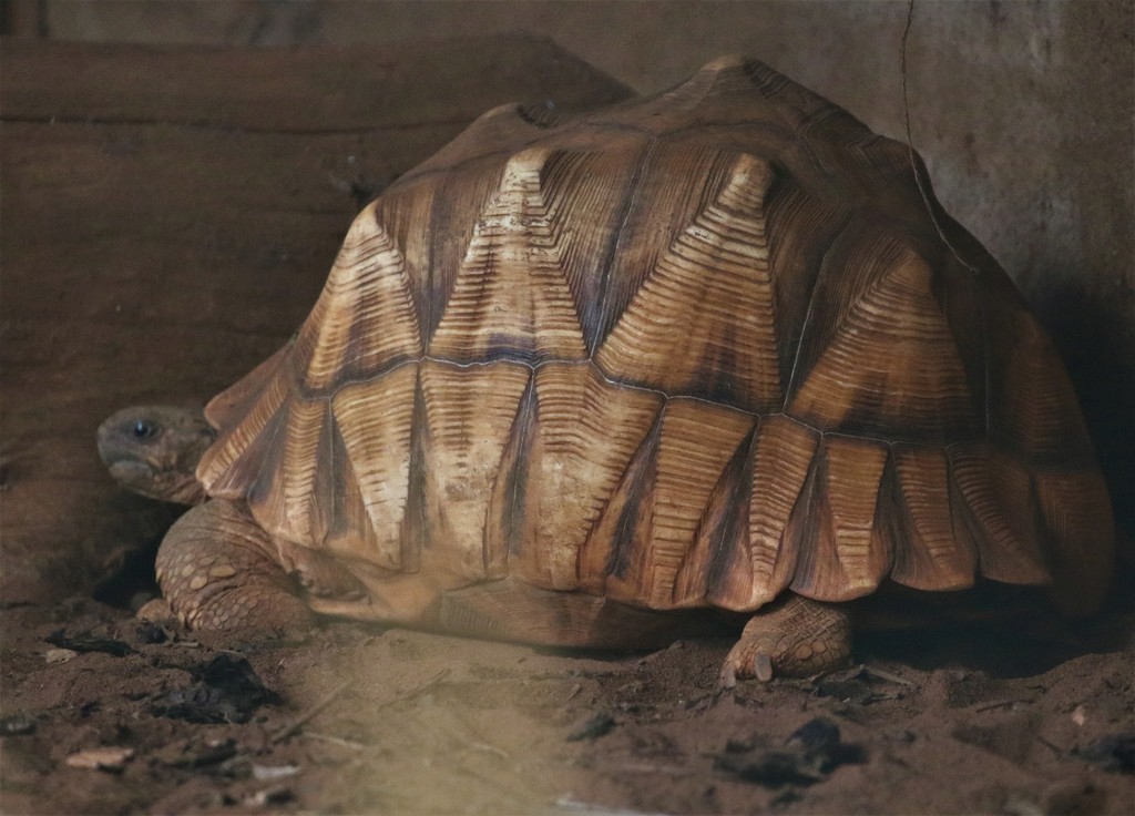 Ploughshare Tortoise