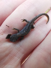 Ichthyosaura alpestris alpestris