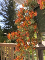 Lotus berthelotii