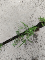 Scleromitrion diffusum