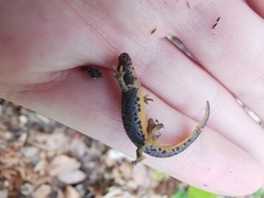 Ichthyosaura alpestris alpestris