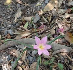 Zephyranthes carinata