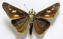 Panoquina lucas