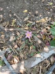 Zephyranthes carinata