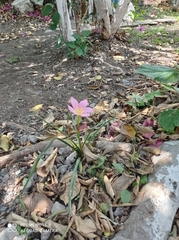 Zephyranthes carinata