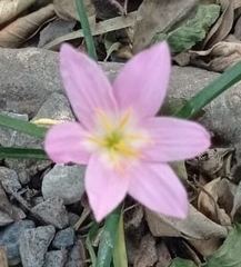 Zephyranthes carinata