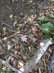 Zephyranthes carinata