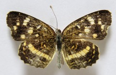 Anthanassa tulcis
