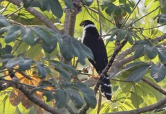 Micrastur semitorquatus