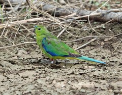 Neophema chrysogaster