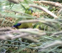 Neophema chrysogaster