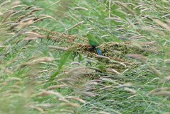 Neophema chrysogaster