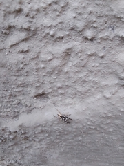 Menemerus bivittatus