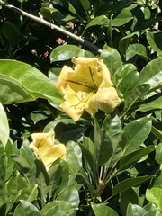 Solandra maxima