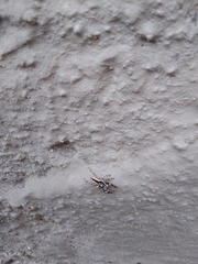 Menemerus bivittatus