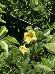 Solandra maxima