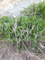 Astragalus cicer