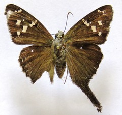 Thorybes dorantes dorantes