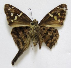 Thorybes dorantes dorantes