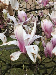Magnolia × soulangeana