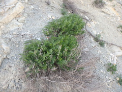Astragalus cicer