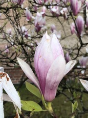 Magnolia × soulangeana