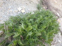 Astragalus cicer
