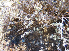 Salvia thymoides