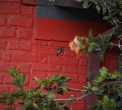 Chlorostilbon lucidus